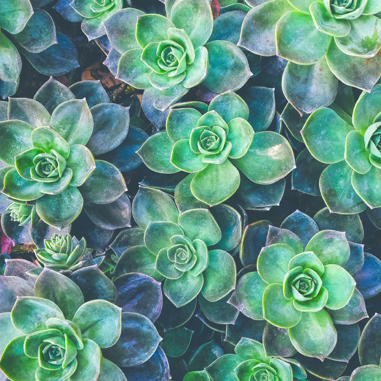 Succulents-cropped.jpg
